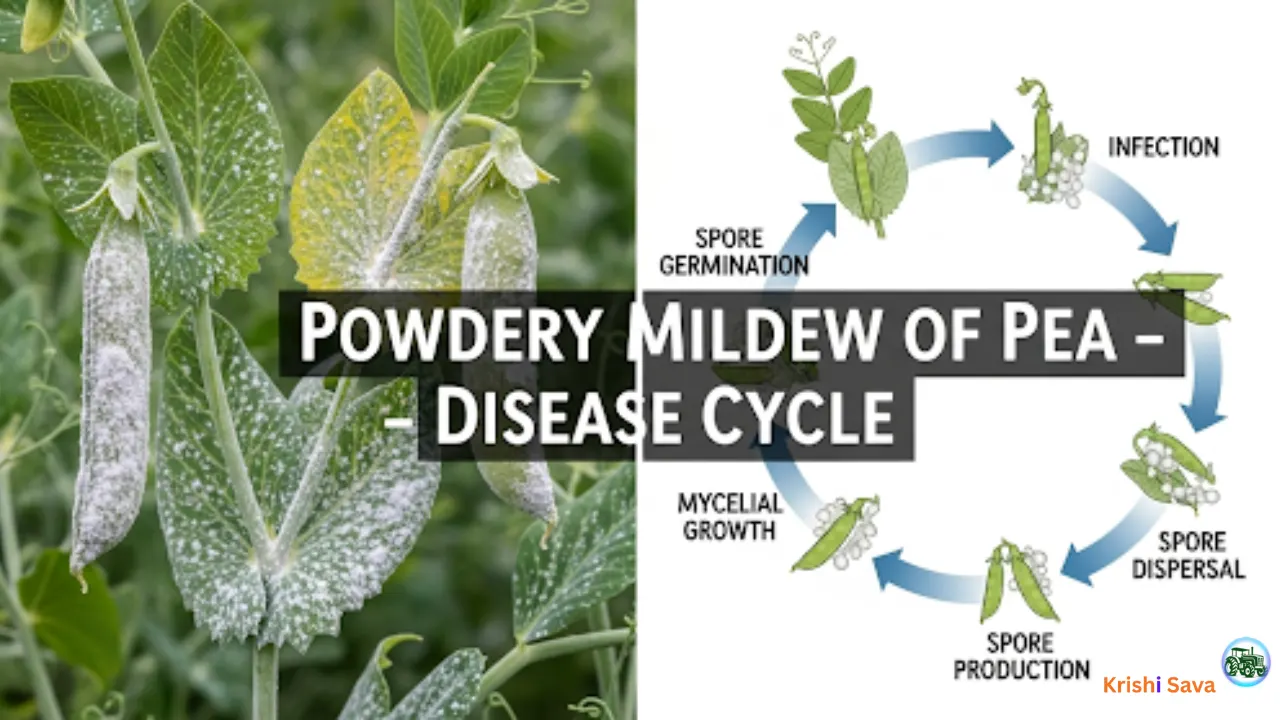 Disease Cycle Of Powdery Mildew Of Pea