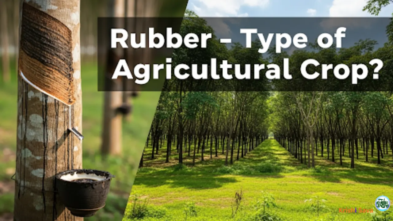 Rubber Kis Prakar Ki Krishi Upaj Hai