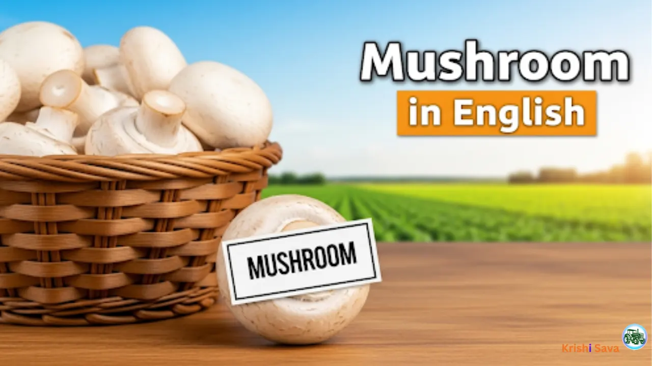 Mushroom Ko English Me Kya Kehte