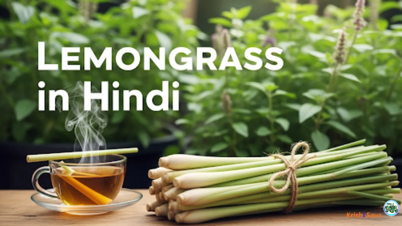 What Is Lemon Grass Called In Hindi
